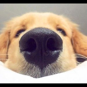 Meet your Posher, Xue xi an